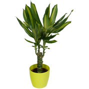 Dracaena Massangeana + Cachep Verde Limo